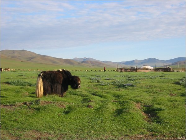 mongol-krajina (69K)