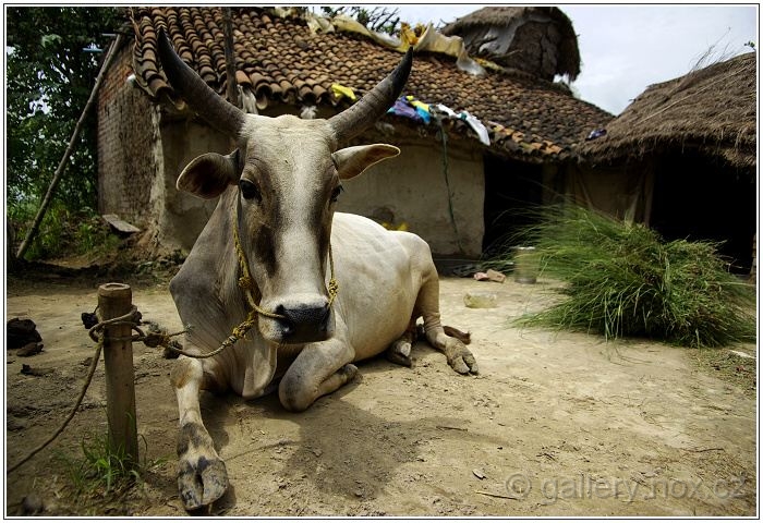 Nepál / Nepal